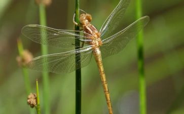 蜻蜓蜻蜓读后感5篇