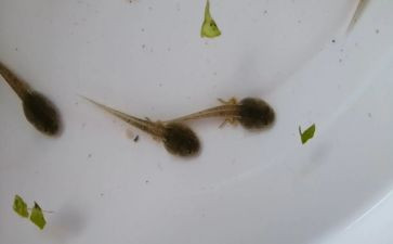 小蝌蚪活动教案8篇