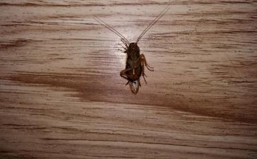 杀蟑螂的作文6篇