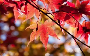 小班10月份月总结8篇