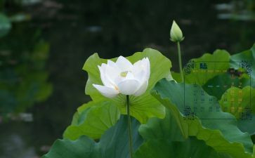 6月安全讲话稿5篇
