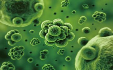 2024生物教学计划模板7篇