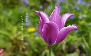 八月份工作计划优秀6篇