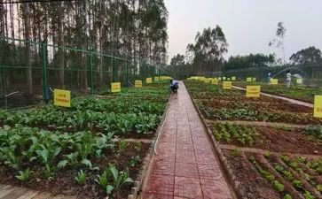 蔬菜歌的教案5篇
