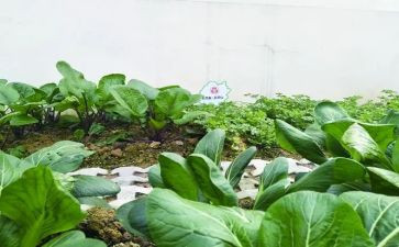 蔬菜购销合同8篇