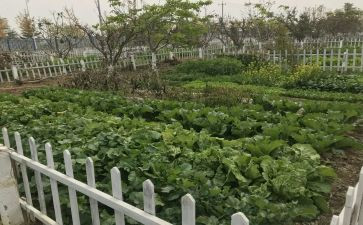 奶奶的菜园作文8篇