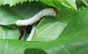 蚕主题教案通用8篇