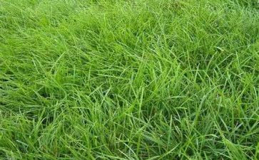 草幼儿园教案通用8篇