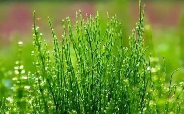 语言草教案最新6篇