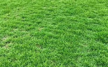 《小草》800字作文6篇