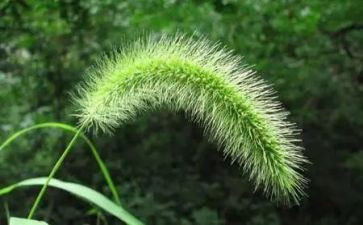 《小草》读后感参考6篇