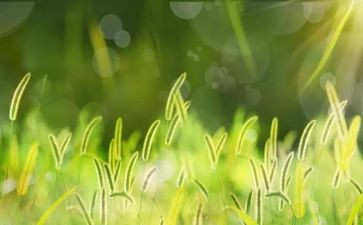 草幼儿教案最新8篇