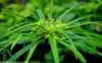 写草船借箭的读后感参考8篇
