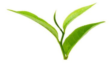 茶经读后感2000字5篇