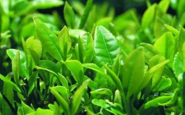 对茶文化的心得体会7篇