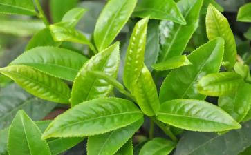 茶与生活心得体会参考7篇