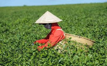 茶企业文化心得体会7篇