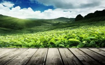 以茶为主题的教案5篇