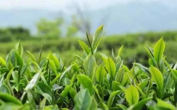 古茶道作文6篇