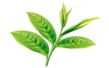 茶的心得体会7篇