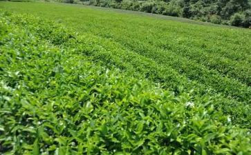 喝奶茶作文6篇
