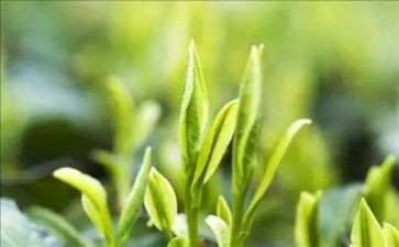 小班茶教案反思最新6篇