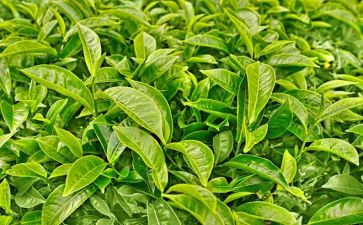 喝奶茶调查报告7篇