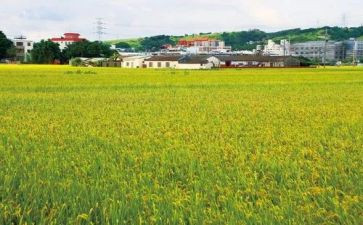 秋天稻田作文通用8篇