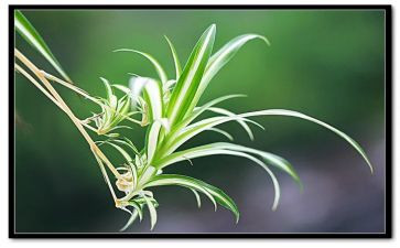 写吊兰的作文5篇