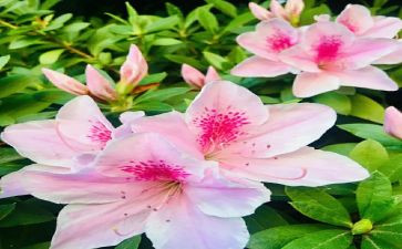 写杜鹃的作文8篇