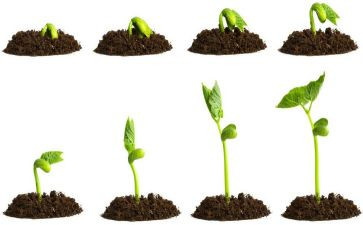 种子发芽的科学教案8篇