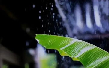 冲过风雨作文8篇