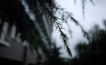 风雨后作文6篇