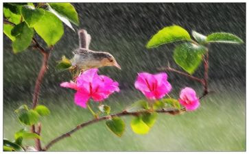 风雨数的歌读后感8篇