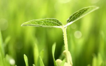 根与芽教案参考8篇