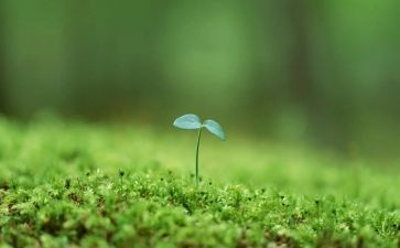 根与芽教案模板5篇
