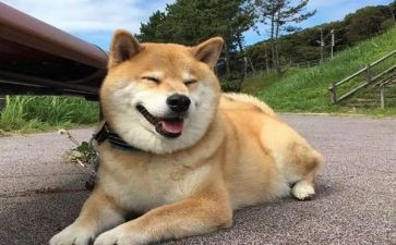 教小狗作文最新6篇