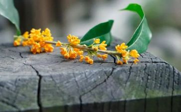 桂花作文500字优质8篇