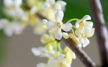 桂花圆子作文7篇