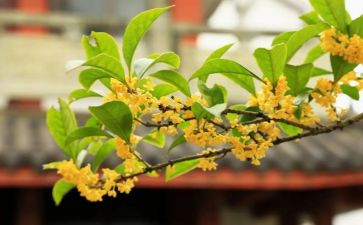 桂花圆子作文模板5篇