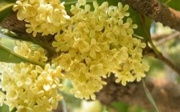 桂花优秀作文优秀6篇
