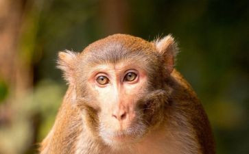 真假猴王的读后感模板8篇