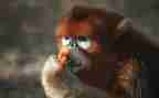 幼儿园狗和猴教案优质6篇