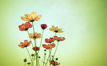 小花园大花园教案最新7篇