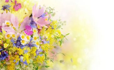读后感青铜葵花读后感模板6篇