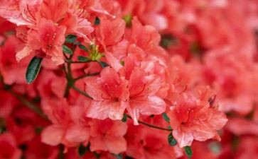 桃花瓣教学反思7篇