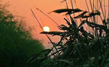 写怀念袁隆平的作文5篇