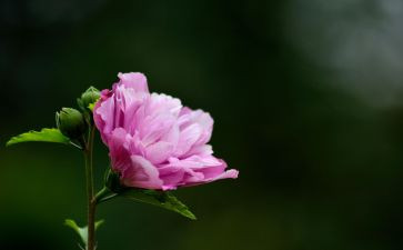 花开了作文7篇