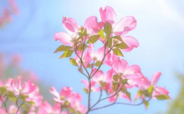 花开了作文推荐6篇