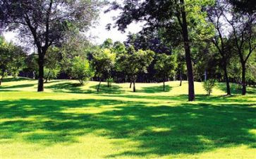 英文环境作文最新8篇